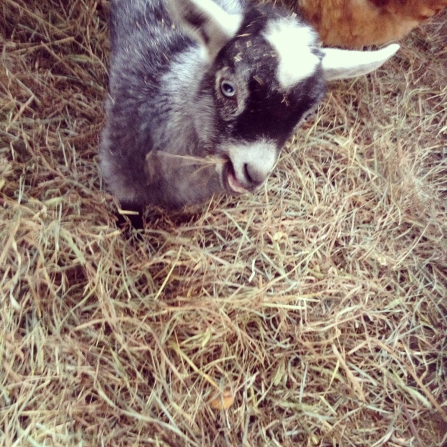 Goat Baby